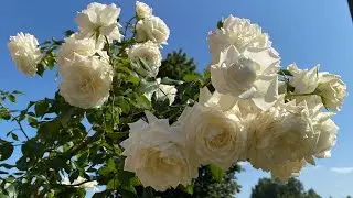 ЦВЕТЕНИЕ РОЗ 🌹🥰. ЧТО ВИЖУ, ТО ПОЮ😂😅🌹