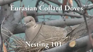 Nesting Doves