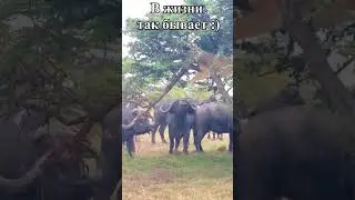 В жизни так бывает Shorts #cute #funny #смешное_видео #природа
