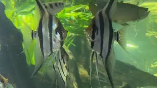 Альтум Ориноко из южной Америки 🐠 Altum Orinoco from South America🐠🐠🐠🐠