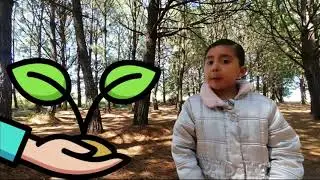 El cuidado de los bosques