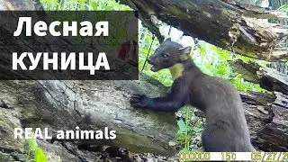 Лесная КУНИЦА (martens).  Фотоловушка / Real animals