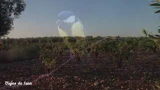 Las aves de un viñedo