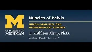 Skeletal Muscle: Muscles of the Pelvis