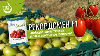 РЕКОРДСМЕН F1 - найкращий томат для заробітку восени.