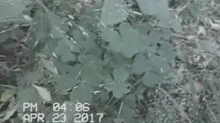 Plants are friends