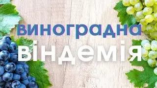 В Італії почалася віноградна вендемія ;)