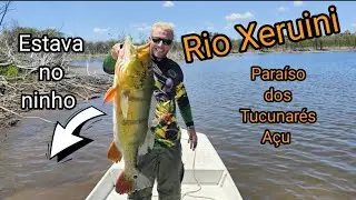 Maior Tucunaré do Rio Xeruini!