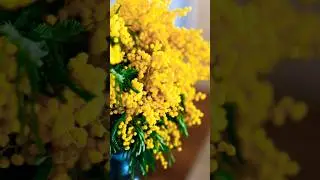 "Понимаешь, весна за окном..."