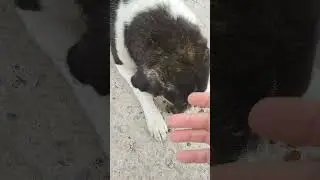 Meet Sabrina 2  - Homeless dogs Greece 2024 - rapid interventions. 