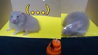 My Funny Hamster Reaction To The Invisible Challenge