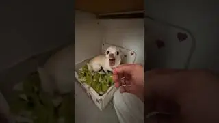 The cutest Kuchi Kuchi🤣😍