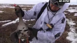 Hunting geese in the spring. Goose hunting