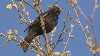 Oiseau qui Chante: Le Chant du MERLE NOIR