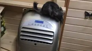 Шуше не жарко!