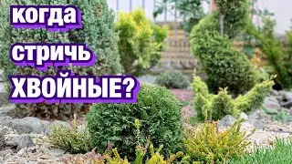 Когда стричь ХВОЙНЫЕ? Обрезка ТУИ. Стрижка можжевельника. УХОД весной.