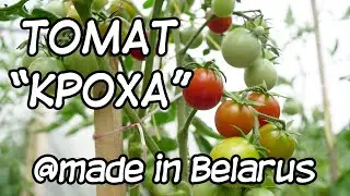 A worthy competitor to foreign tomato varieties! Tomato Kroha.