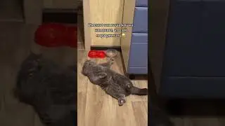 Как мой кот просит еду