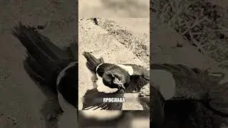 Сорока стала личным КОНТРОЛЕРОМ😱🏠🐦