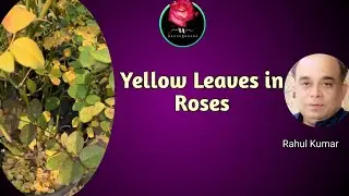 गुलाब के पत्ते पीले क्यों पड़ जाते हैं - विस्तृत जानकारी / Yellow Leaves In Rose Plants - Why