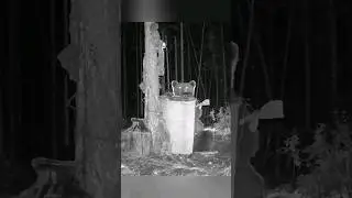 ЛЕТУЧИЕ МЫШИ КРУЖАТ НАД МЕДВЕДЕМ. 