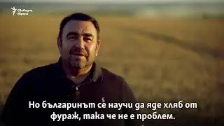 Защо България яде хляб от фураж