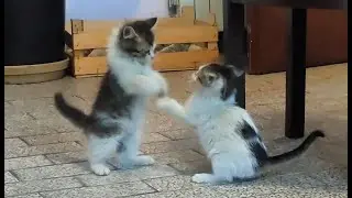 Kittens Explore Their New Home