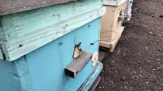 Beefarm in Ukraine.