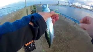 15 Dakikada 10 Kilo Balık Yakalamak!!