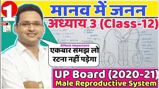 मानव में जनन ( Biology Class 12 Chapter 3 ) | Biology In Hindi | Male Reproductive System In Hindi