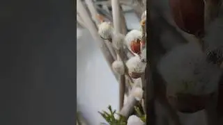 Весна на крыльце моем #spring2024
