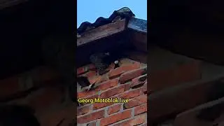 Що сталося в гнізді 