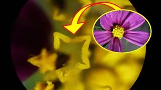 #7 별을 품은 코스모스꽃 확대영상입니다~^^ Cosmos flower kosmea Kosmos