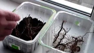 Саженцы малины из корневых черенков