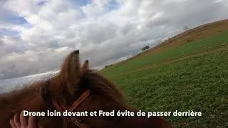 Désensibilisation d'un cheval au drone