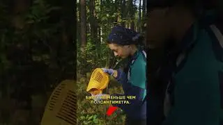 Можно ли чернику собирать комбайном?