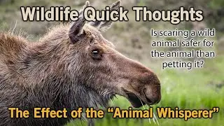 The Impact of the "Animal Whisperer"