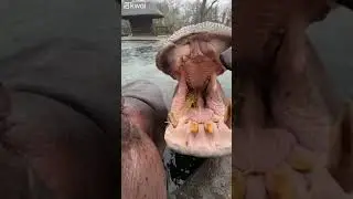 Hipopótamos comendo melancia