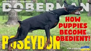 Secrets of Raising a Doberman: How Puppies Become Obedient!