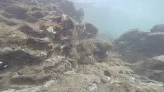 Black and White Wrasse juvenile