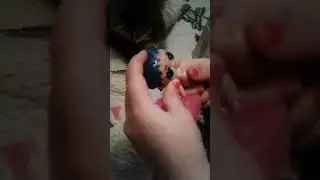 Шарик ЛОЛ  похож на оригинал