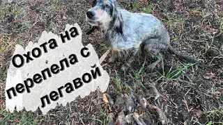 ОХОТА на ПЕРЕПЕЛА с ЛЕГАВОЙ! Краснодарский край. 