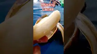 Untitled video