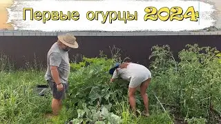 Засолила первые огурцы, навожу генеральный порядок на участке
