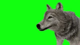 wolf green screen
