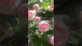 Роза Эден Роуз ( Rose Eden Rose) или Пьер де Ронсар ( Rose Pierre de Ronsar) г. Киев 2024 г.