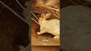 Зачем МАТЬ закопала своих крольчат 😲🔥🐇