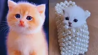 Cute little cat 😺 animals 2023 | Part 18