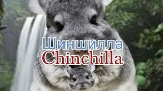 Шиншилла🐁/Chinchilla🐁