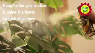 Baby Bio - Caring For Your Houseplants Organically